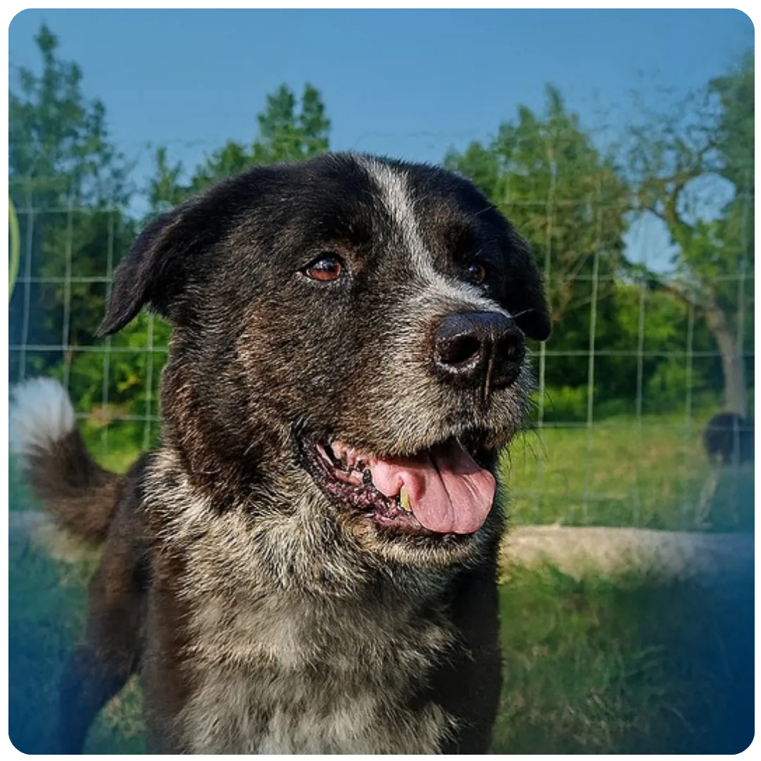 Cane in osservazione durante uno studio sul comportamento