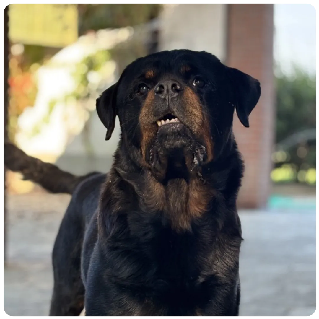 Rottweiler durante una valutazione comportamentale